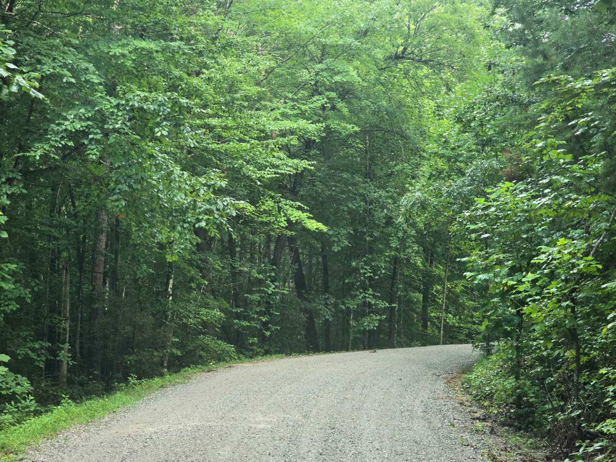 Fork Ridge Road photo 3