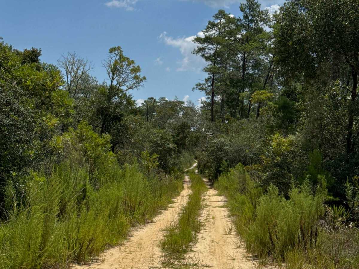 Ocala National Forest Road 33-9.41 photo 4