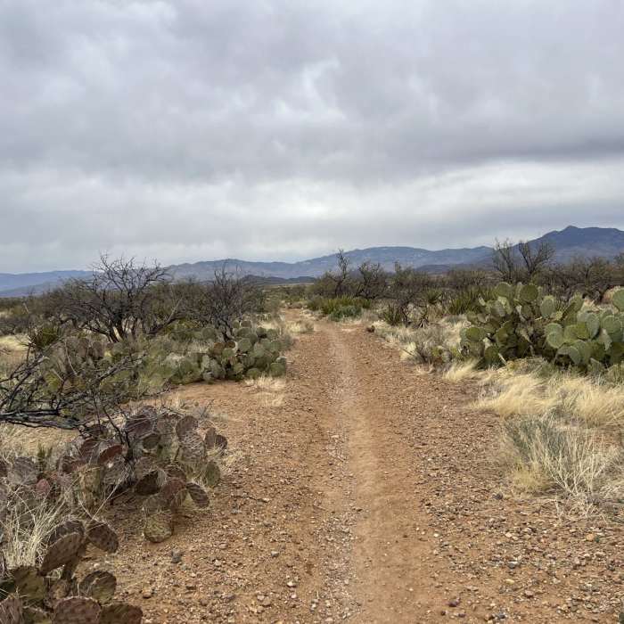 Near Arizona Trail Passage 7: Las Cienegas