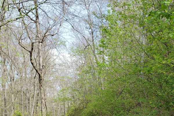 Beech Timber