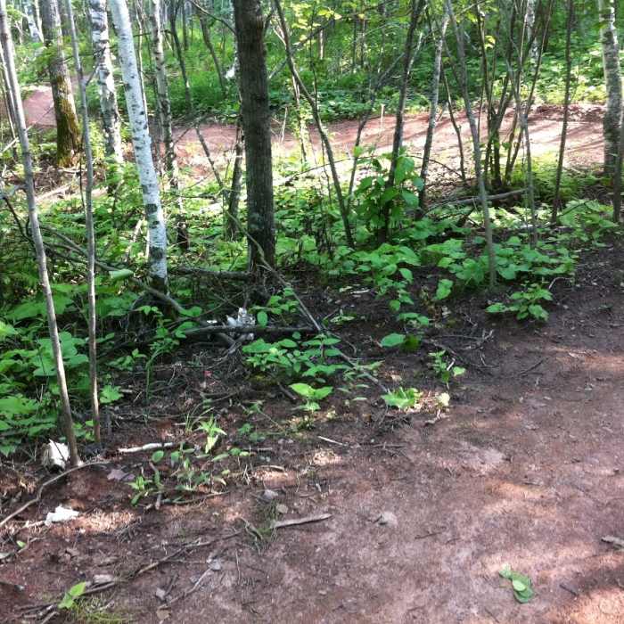 Near Lester River Trail - Duluth Traverse