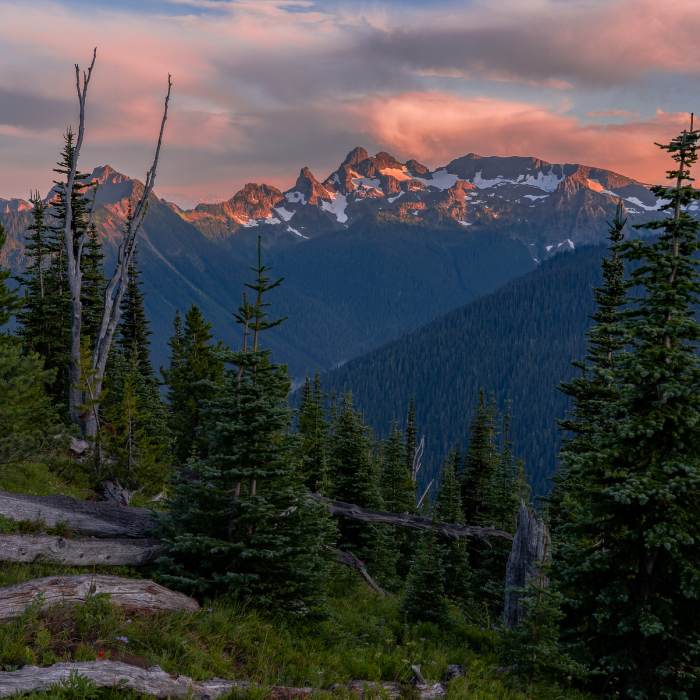 Near Silver Forest