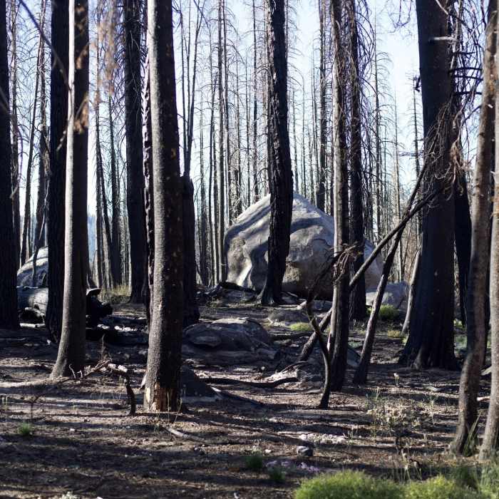 Near Tioga Pass to North Dome Trail