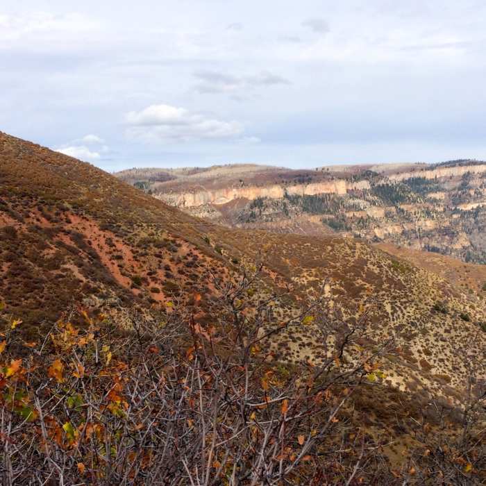 Near Mansfield Ditch Trail (FR 2291)
