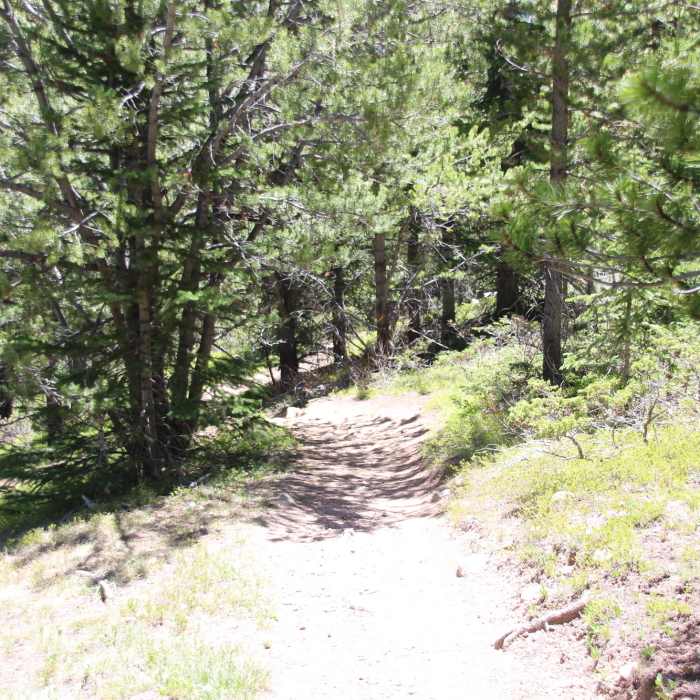 Near Watrous Gulch Trail #95