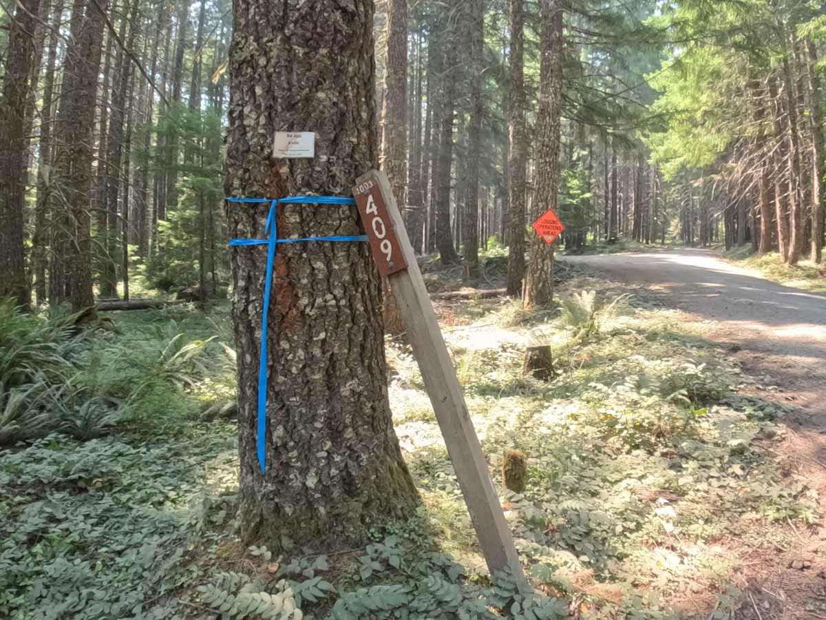 FS 1003409 trail photo