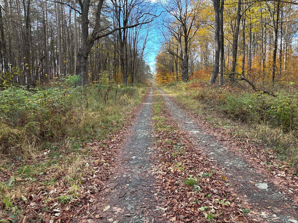 Cross Island Road trail photo