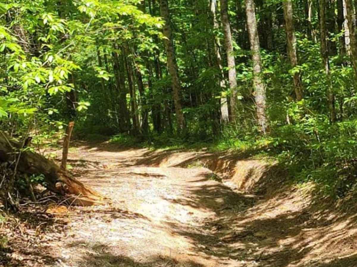 Gold Mine Road (Willis Knob) photo 3