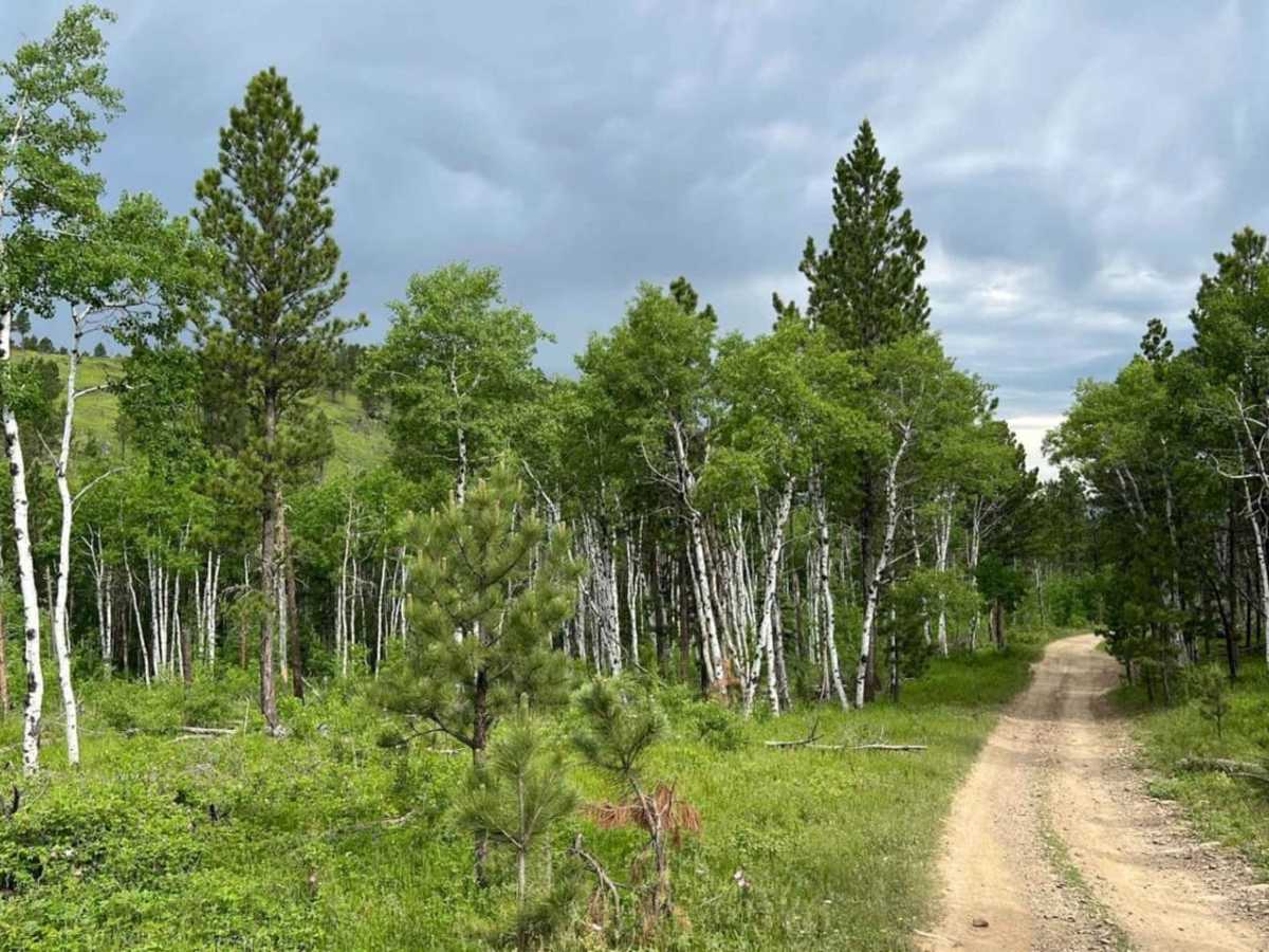 China Gulch - FSR #249 photo 6