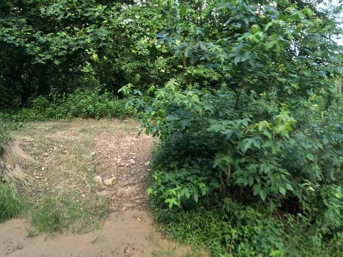 Q19 photo 6