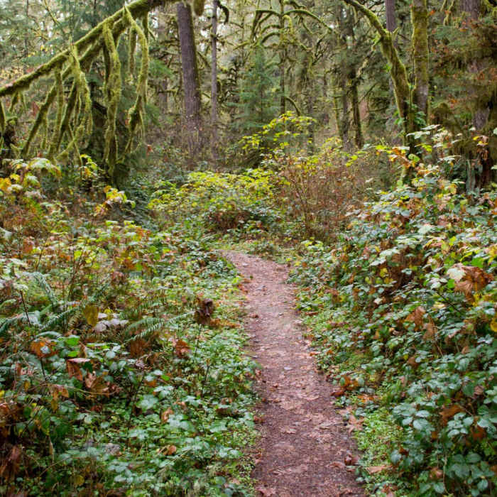 Near Soda Creek Falls Trail