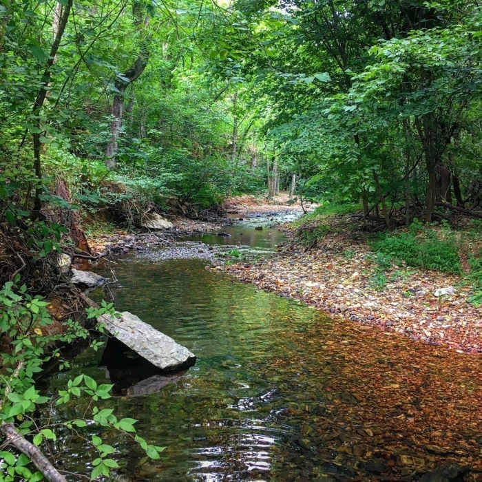 Tanyard Creek Near Tanyard Creek Loop
