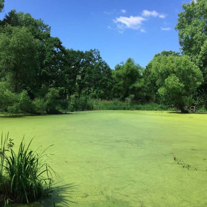 Near Waterfall Glen Main Trail