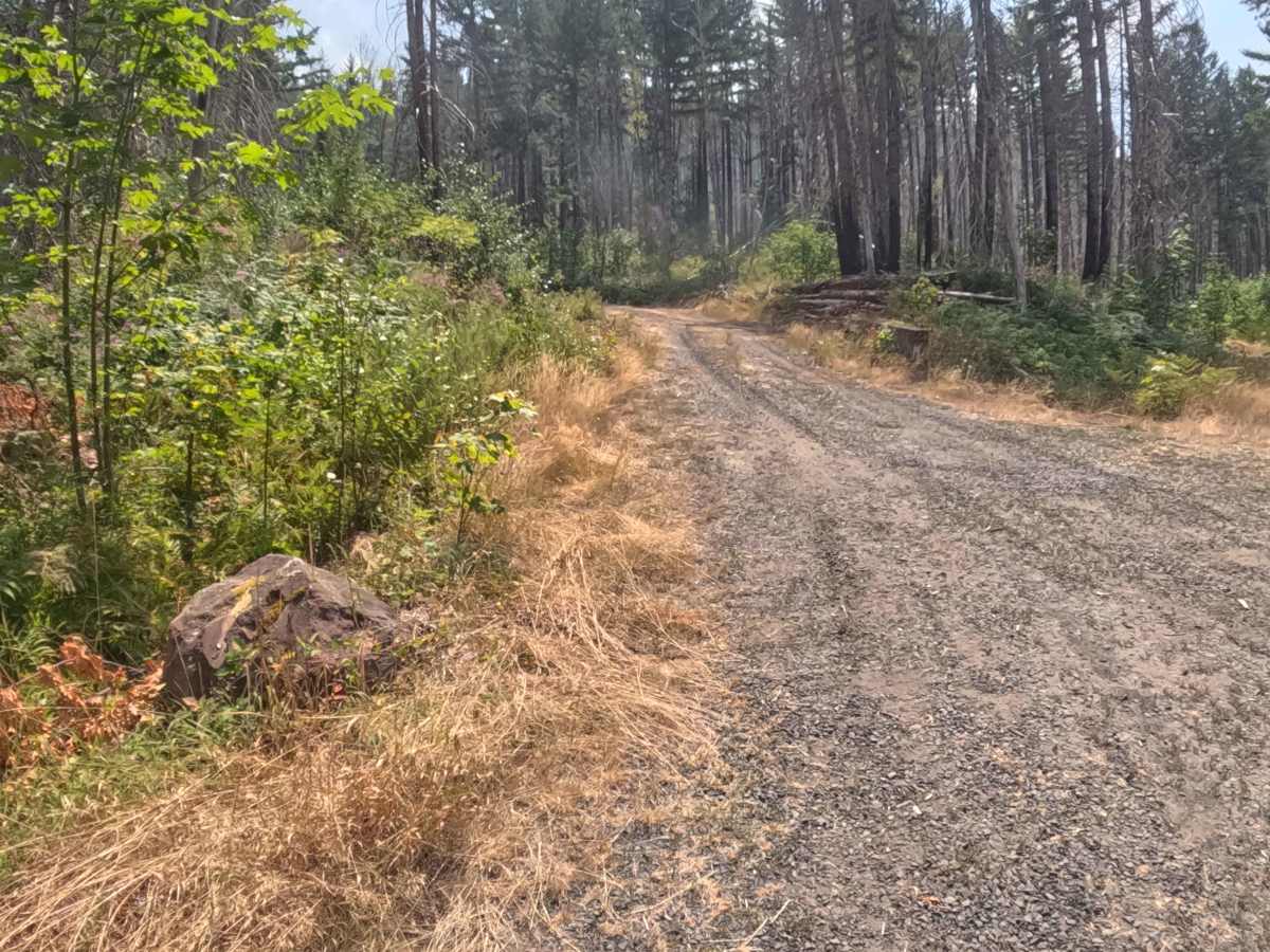 Mari-linn Road - FS 2242000 trail photo