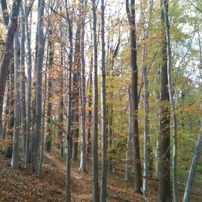 Near Lenape Trail