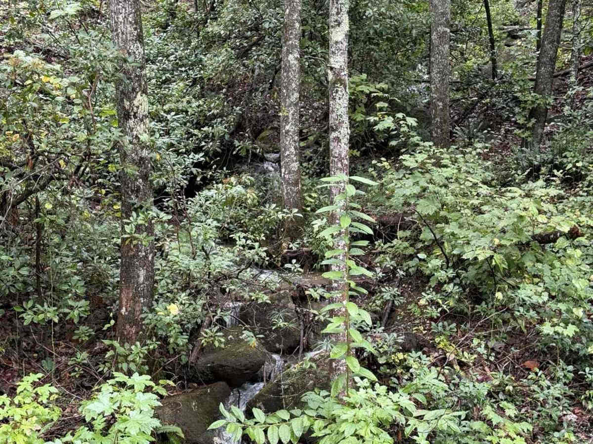 Pearcy Creek - FS 4101 photo 5