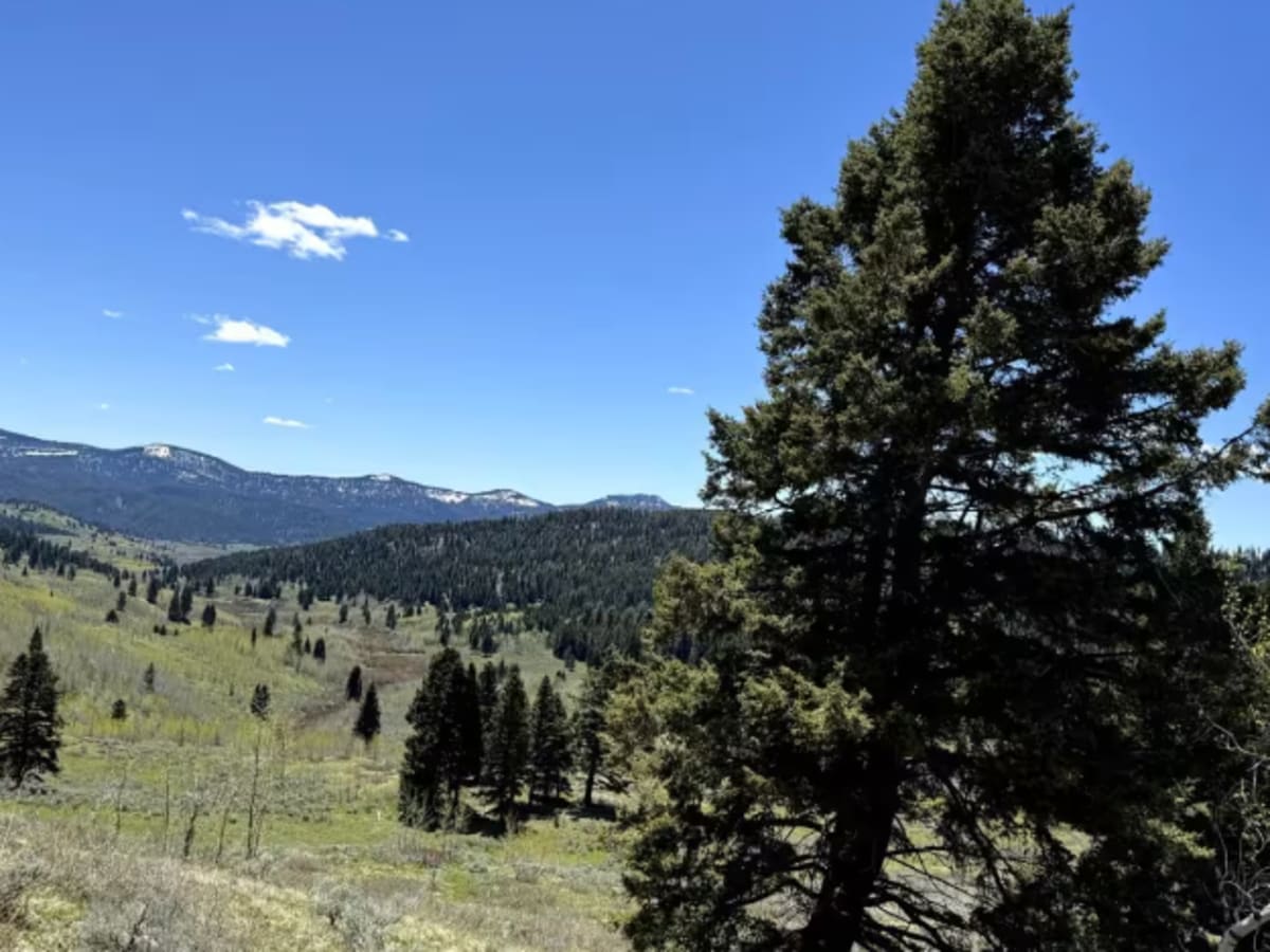 Pete Creek Road photo 5