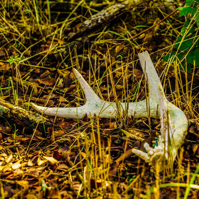 Near Crow Hill Trail