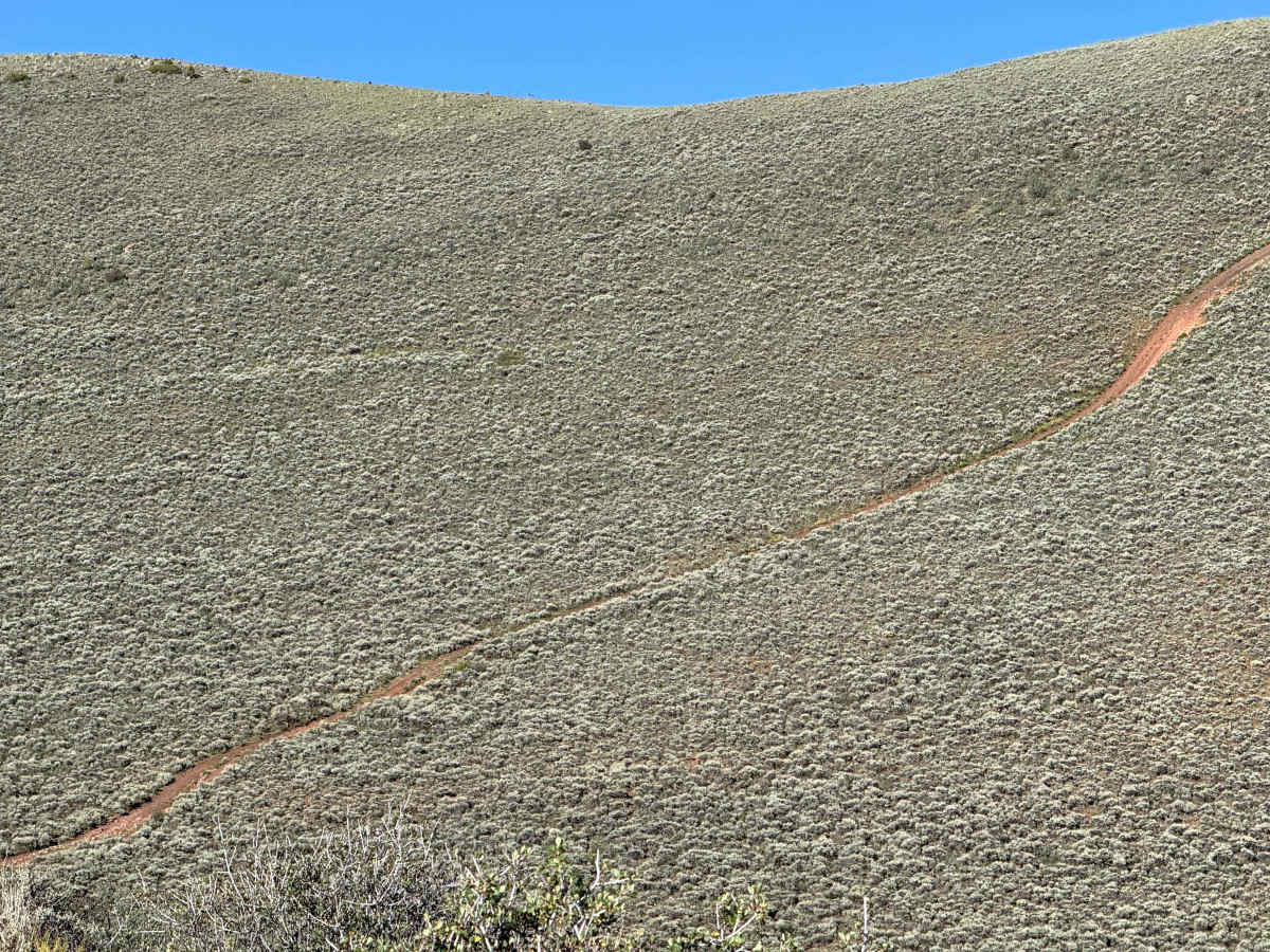 BLM 8485 photo 6