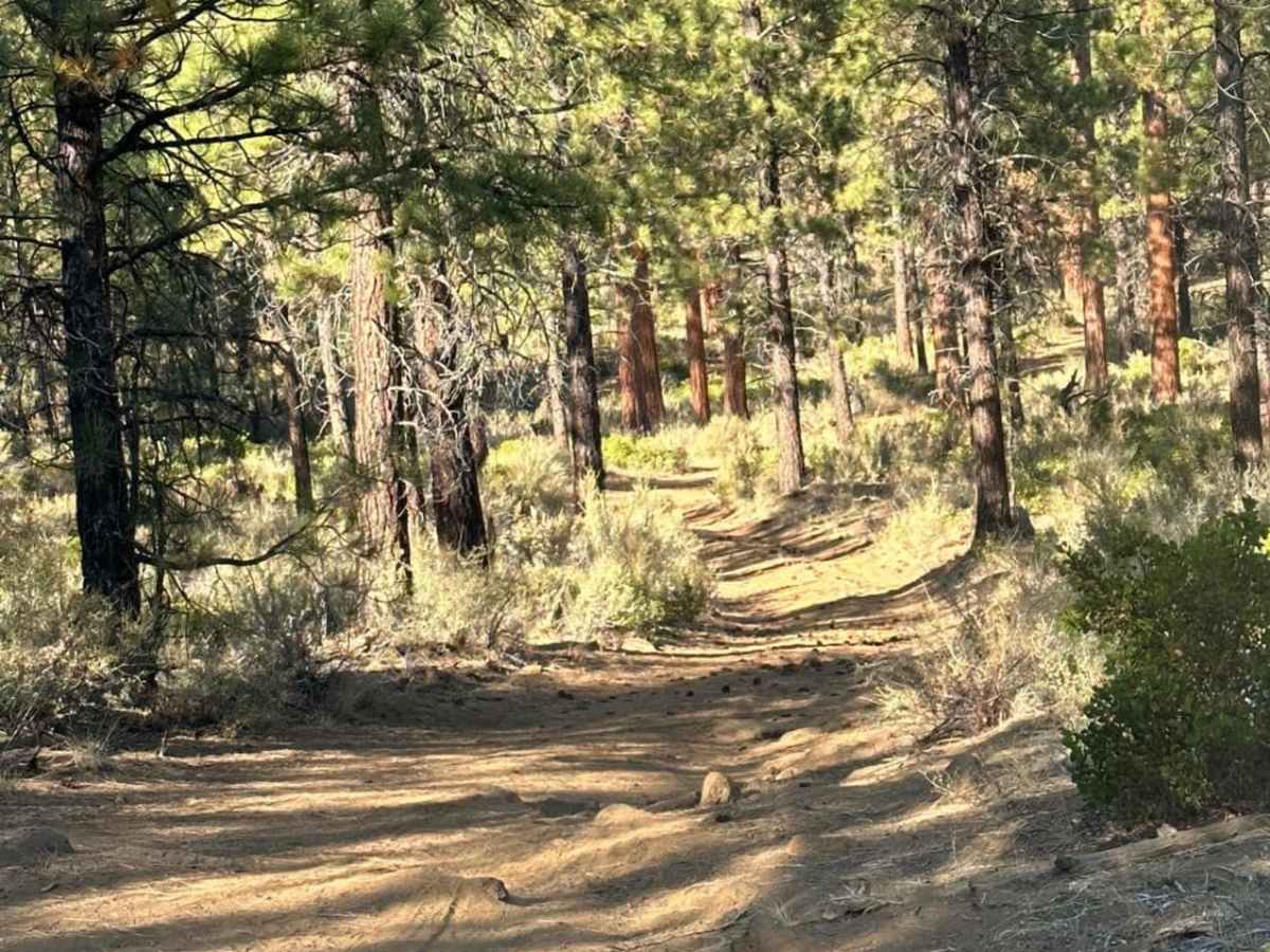 Sisters Campsite Road photo 4