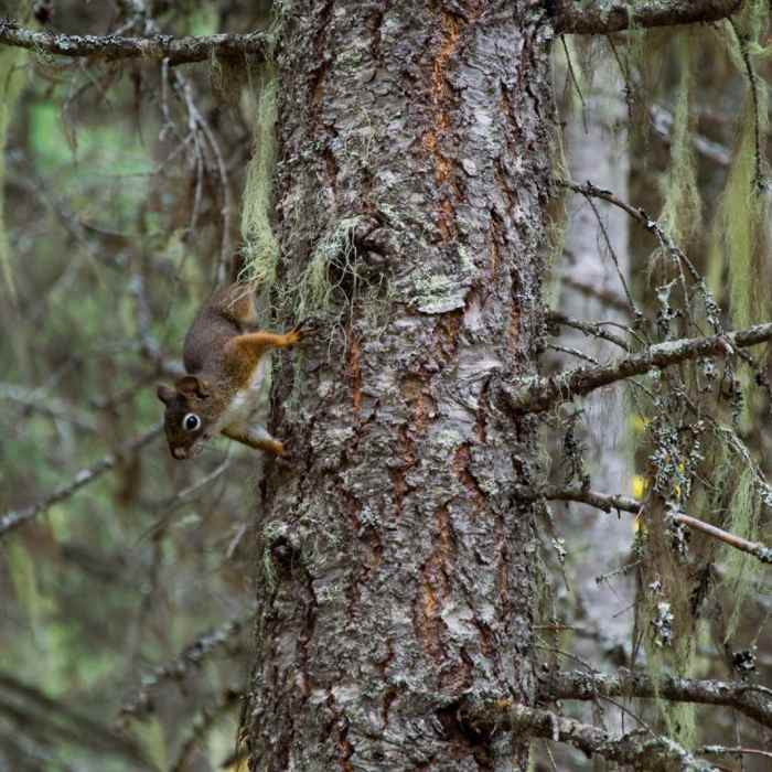 Near Sperry Trailhead to Sperry Chalet