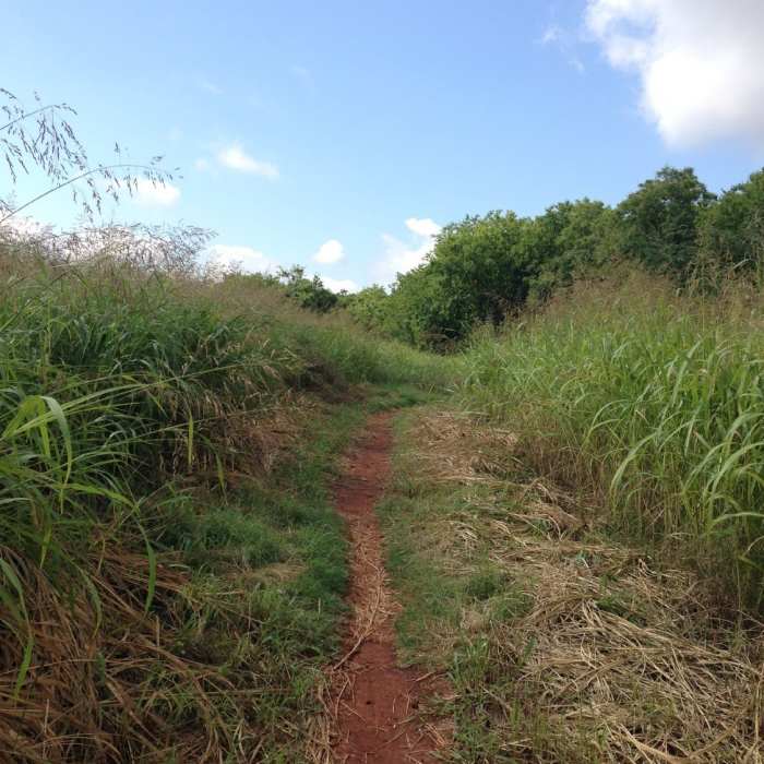 Near Bluff Creek Loop