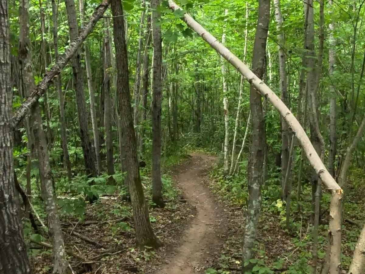 Logger's Run photo 2