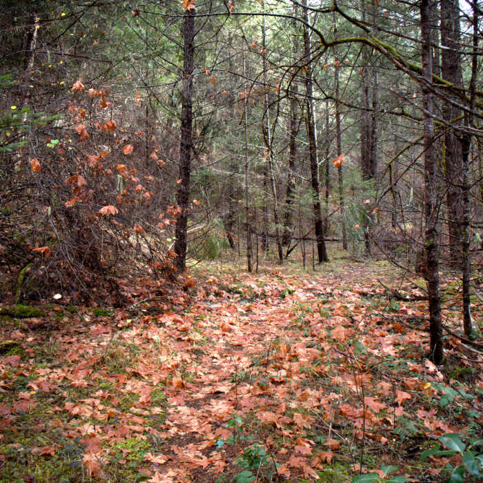The lower, western, end of the #920 trail Near Mule Creek Trail #920