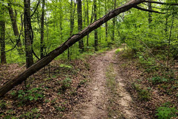 Bushwhacker Loop