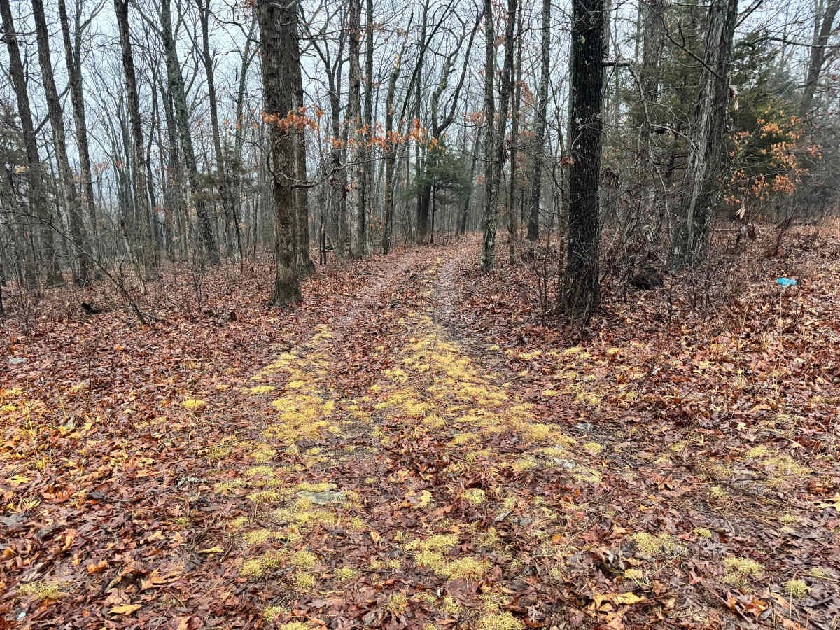 FS 165 trail photo