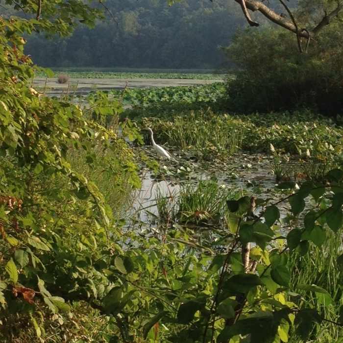 Egret in Wildwood Lake. Near Towpath Trail