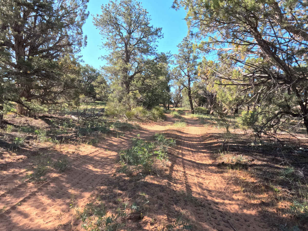 BLM 73P photo 6