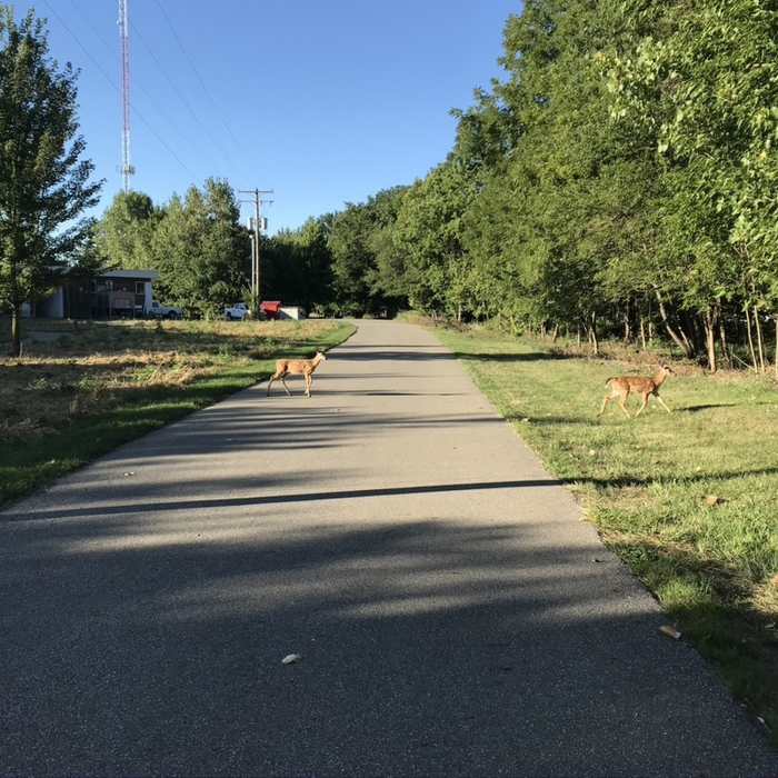 Deer crossing Olentangy Trail access to Ackerman Road through Ohio State's Olentangy River Wetlands Research Park. Near Olentangy Trail