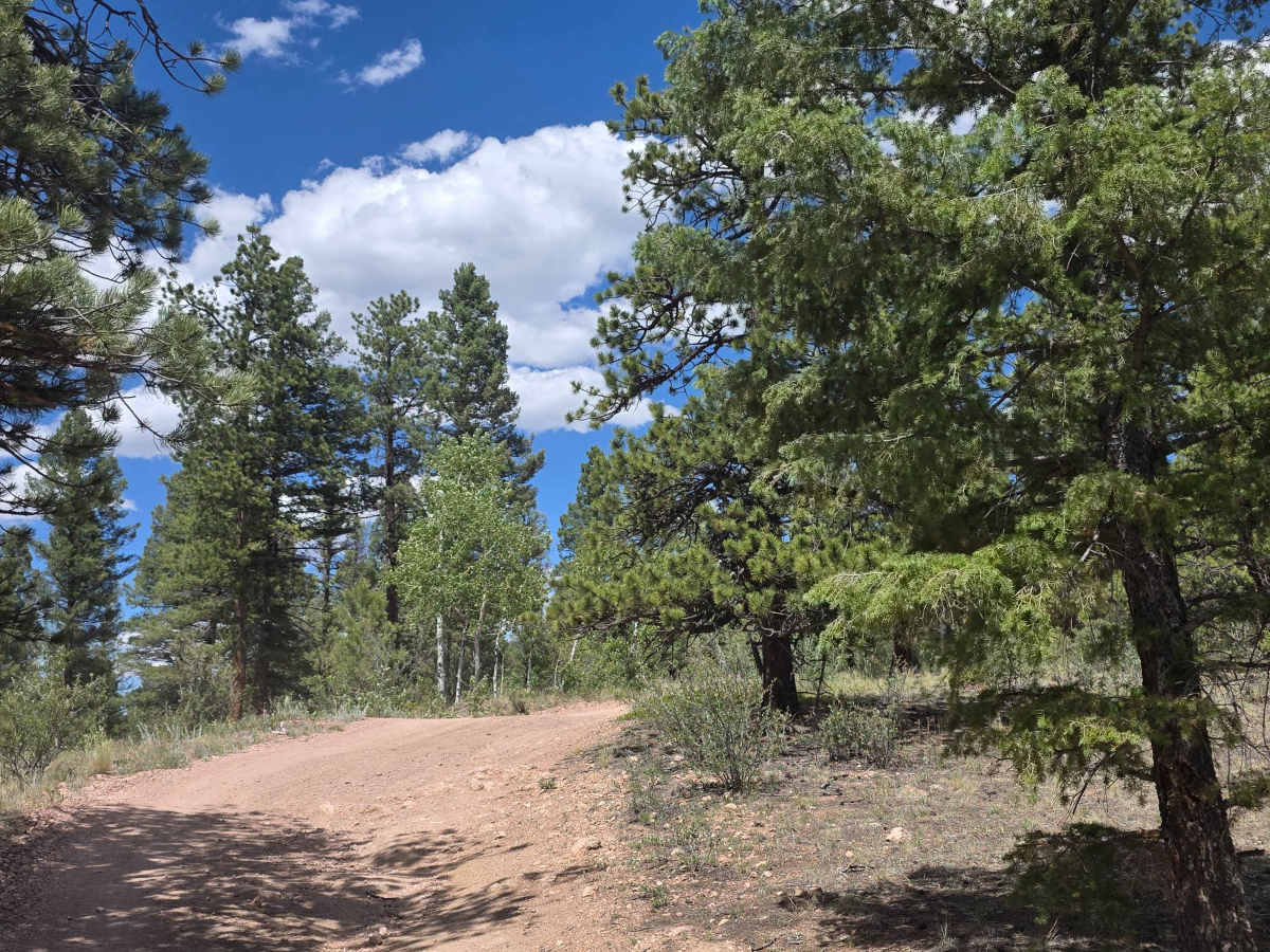 Mistletoe Road - FS 244 photo 3