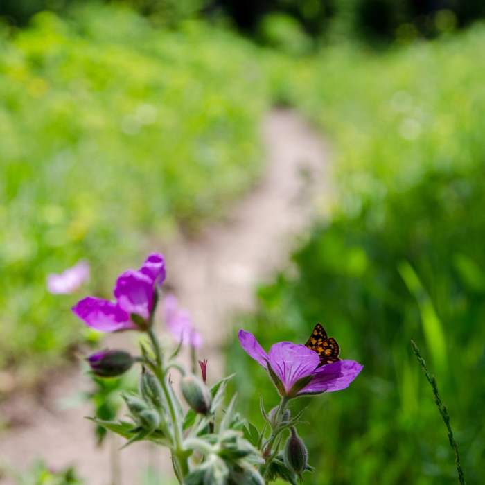 Near Pacific Northwest National Scenic Trail Section 1
