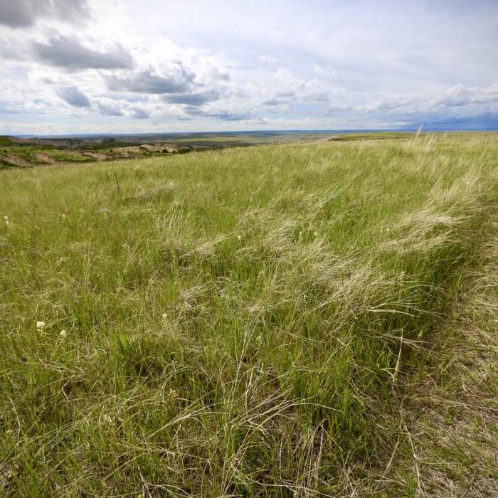 Near Bison Trail Near Bison Trail