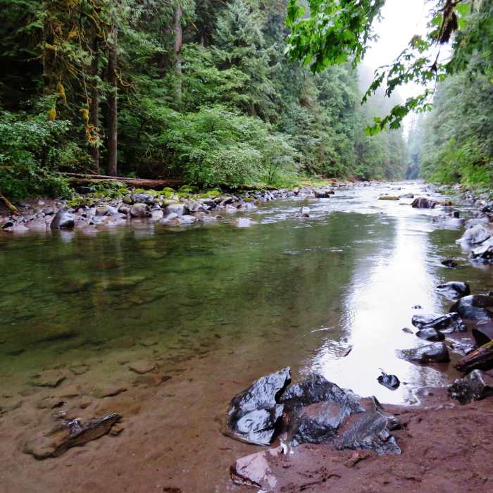 There are many user trails that lead down to the Salmon River's bank to cool off or enjoy a picnic. Photo by Yunkette. Near Old Salmon River Trail #742A
