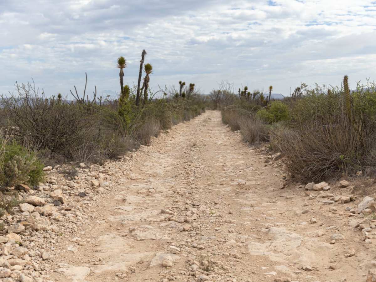 Desert Jungle to San Ignacio photo 2