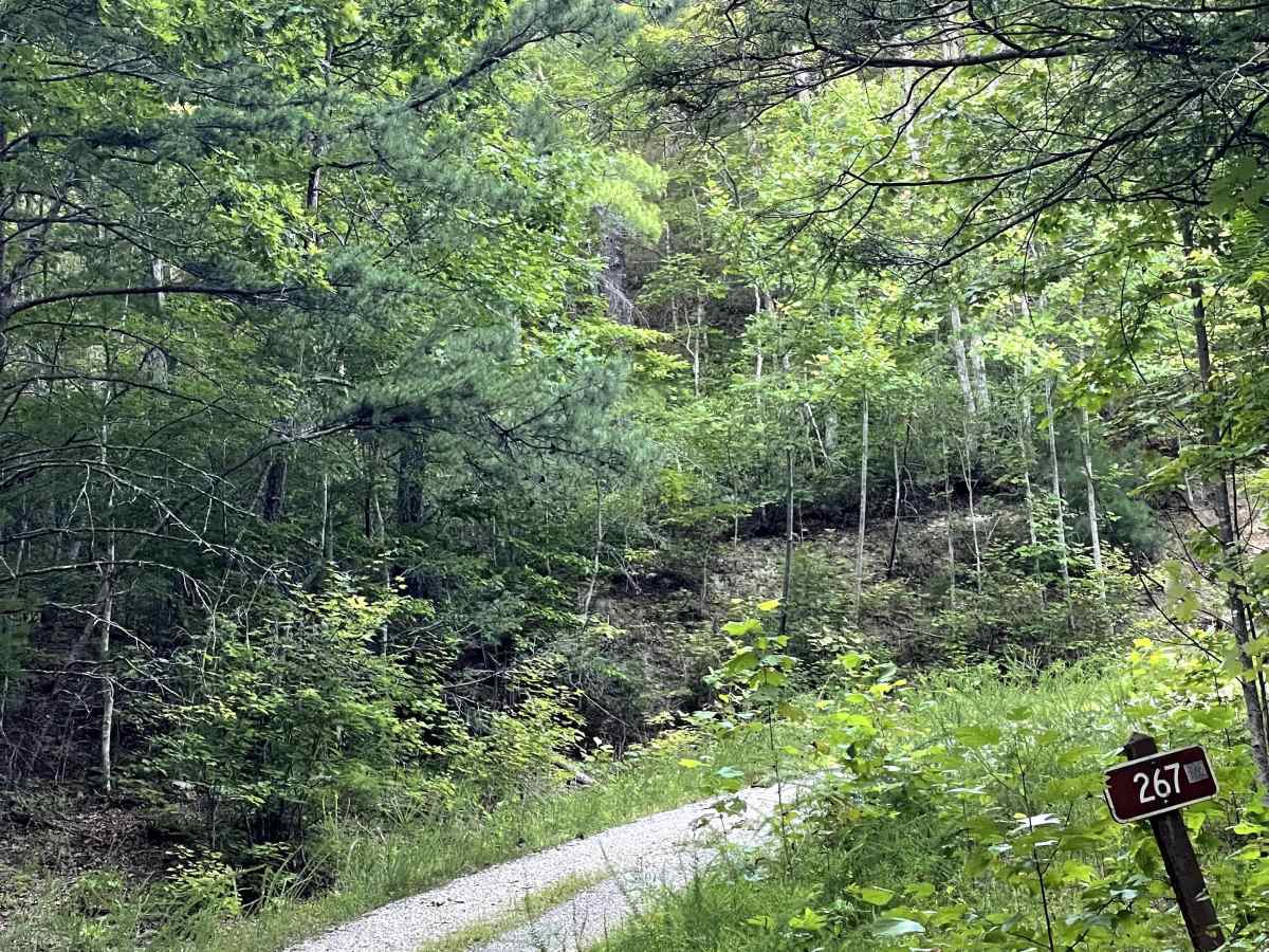 Kelley Hollow trail photo