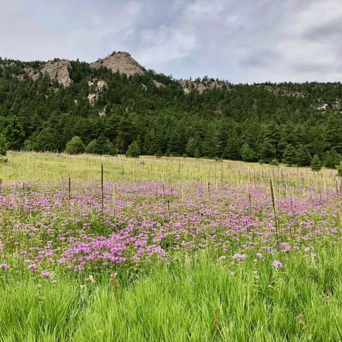 Near Coulson Gulch Trail #916