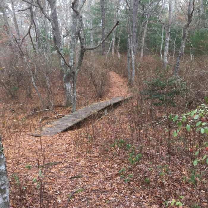 Near Pine Tree Trail