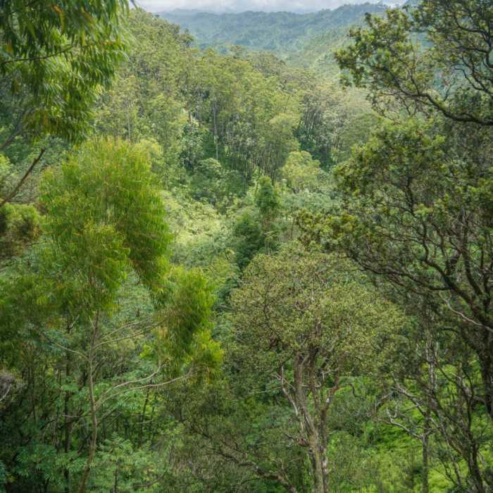 Near Wahiawa Hills Near Wahiawa Hills