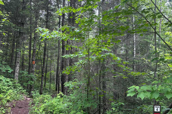 Alger Grade - Trail 4