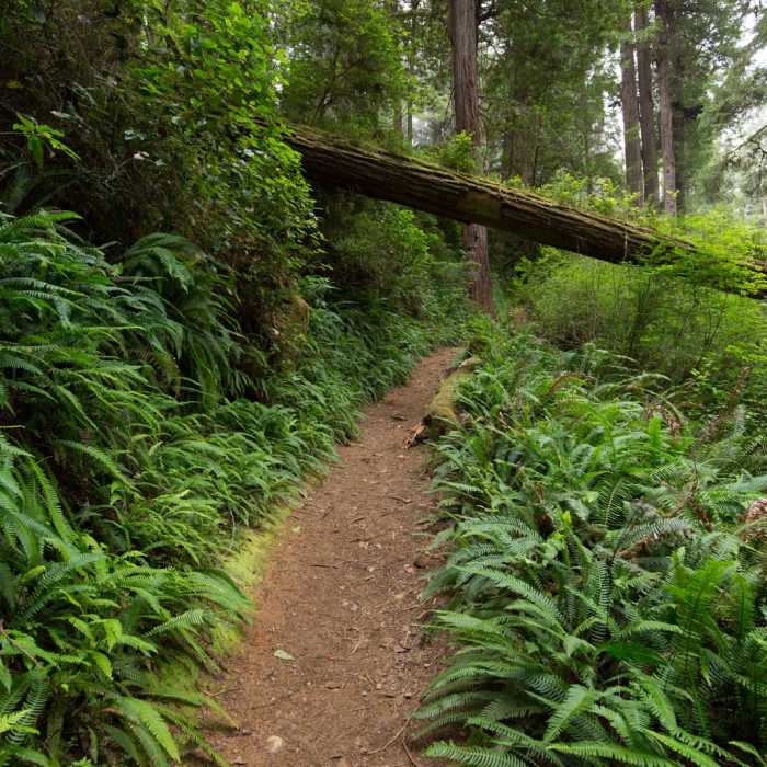 Near James Irvine Trail, Prairie Creek to Fern Canyon