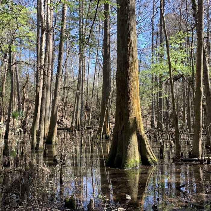 Near Lake Houston Loop