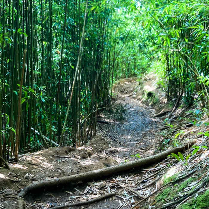 Near Pauoa Flats Lookout from Lyon Arboretum