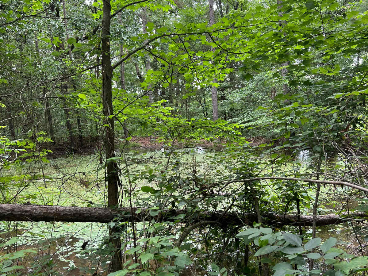 Walker photo 4