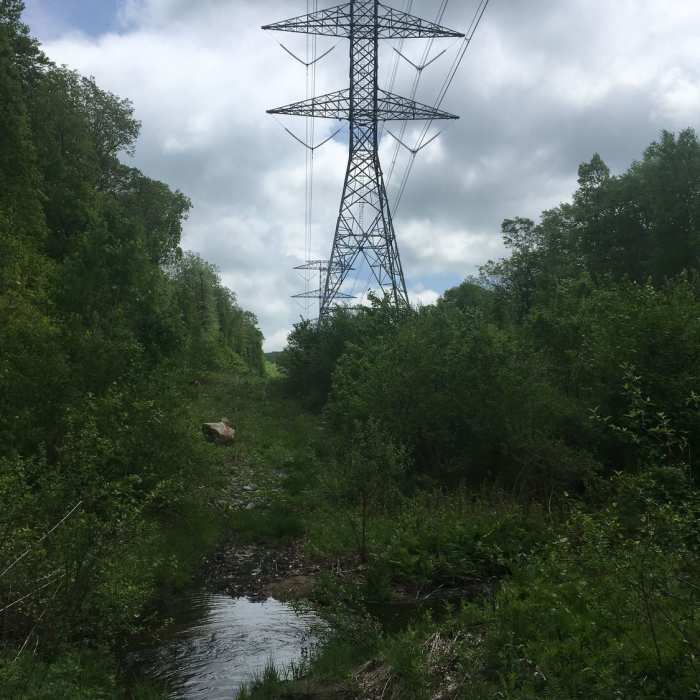 Near Oreland Trail