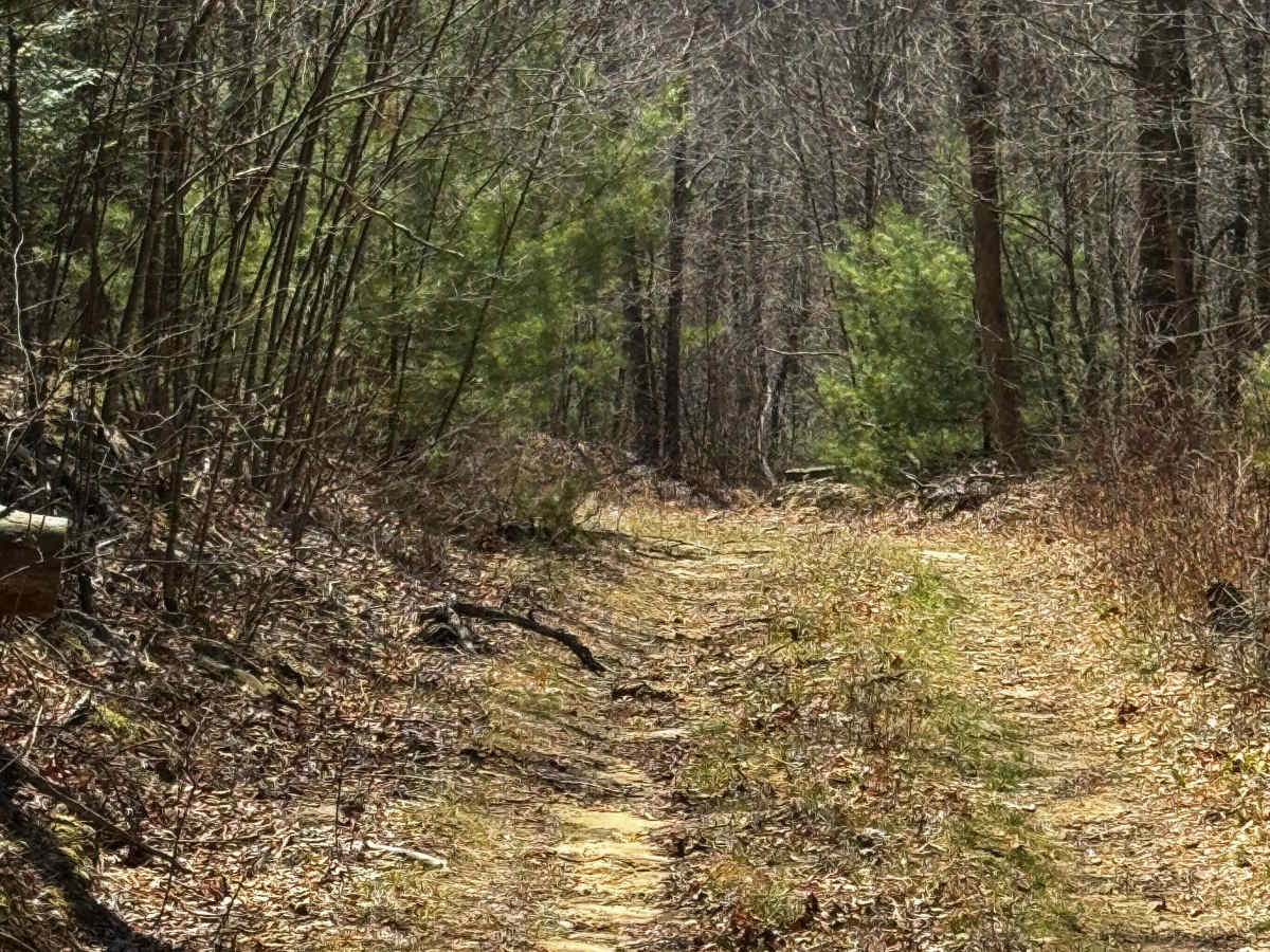 Logway Run Trail Spur photo 5