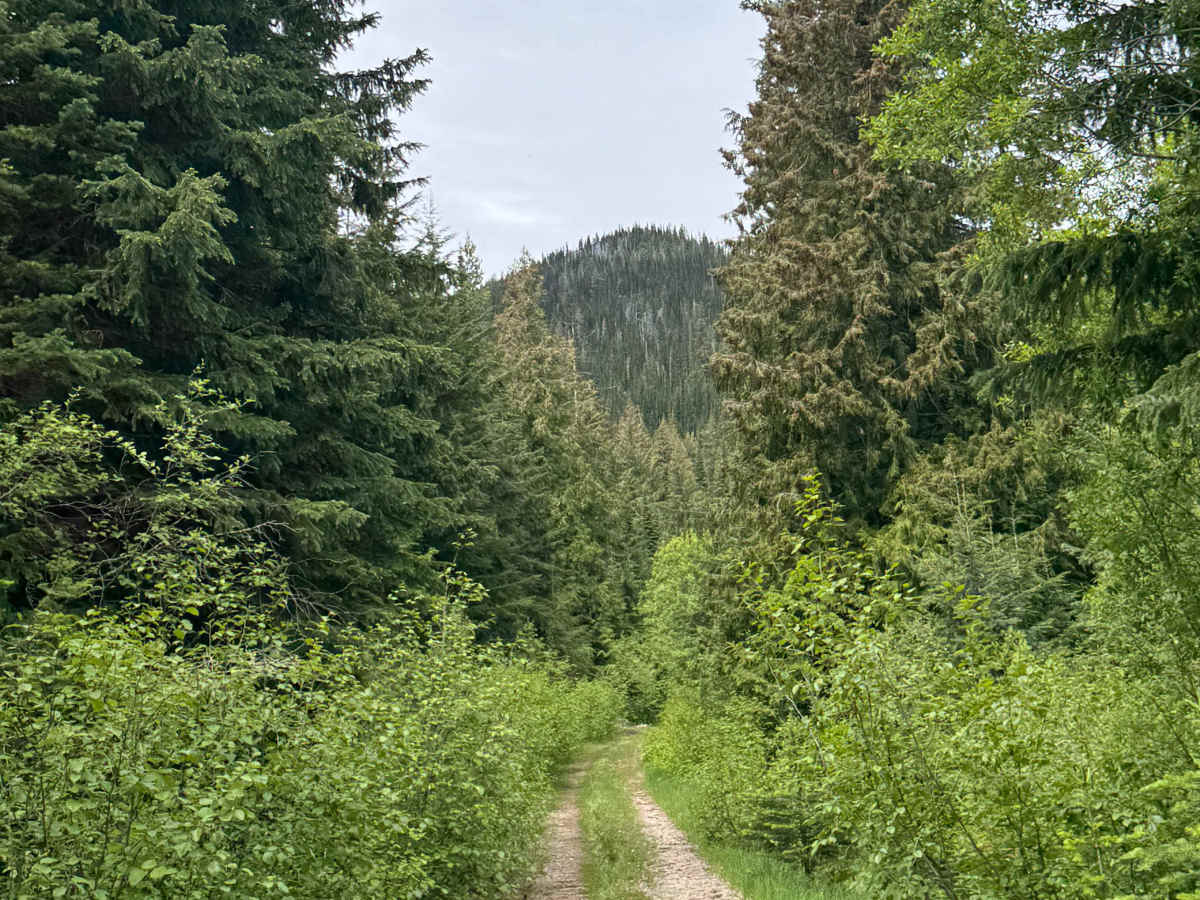 Bear Pasture - FS 2212-200 photo 2